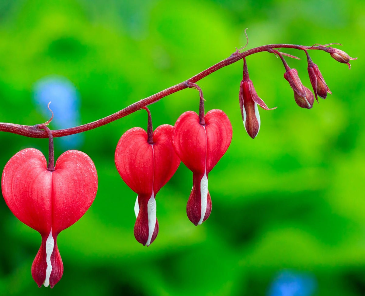 Bulborium bleeding heart seeds indoor sowing for early blooms.