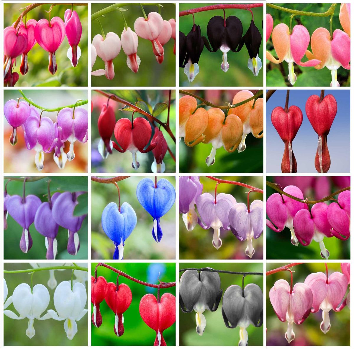 Bulborium bleeding heart seeds multicolor blooms ideal for shade gardens.