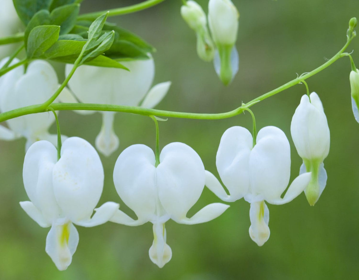Bulborium bleeding heart seeds outdoor bed planting in fall.