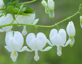 Bulborium bleeding heart seeds outdoor bed planting in fall.