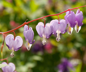 Bulborium bleeding heart seeds rare collectible variety for plant enthusiasts.