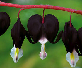 Bulborium bleeding heart seeds red pink purple white mix brightening garden borders.