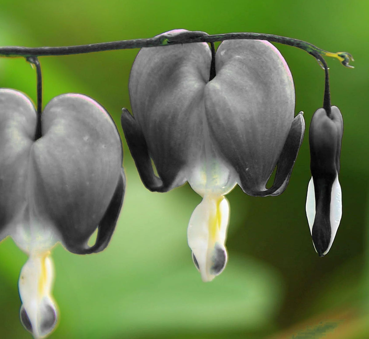 Bulborium bleeding heart seeds shade garden display with heart-shaped blooms.