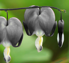Bulborium bleeding heart seeds shade garden display with heart-shaped blooms.