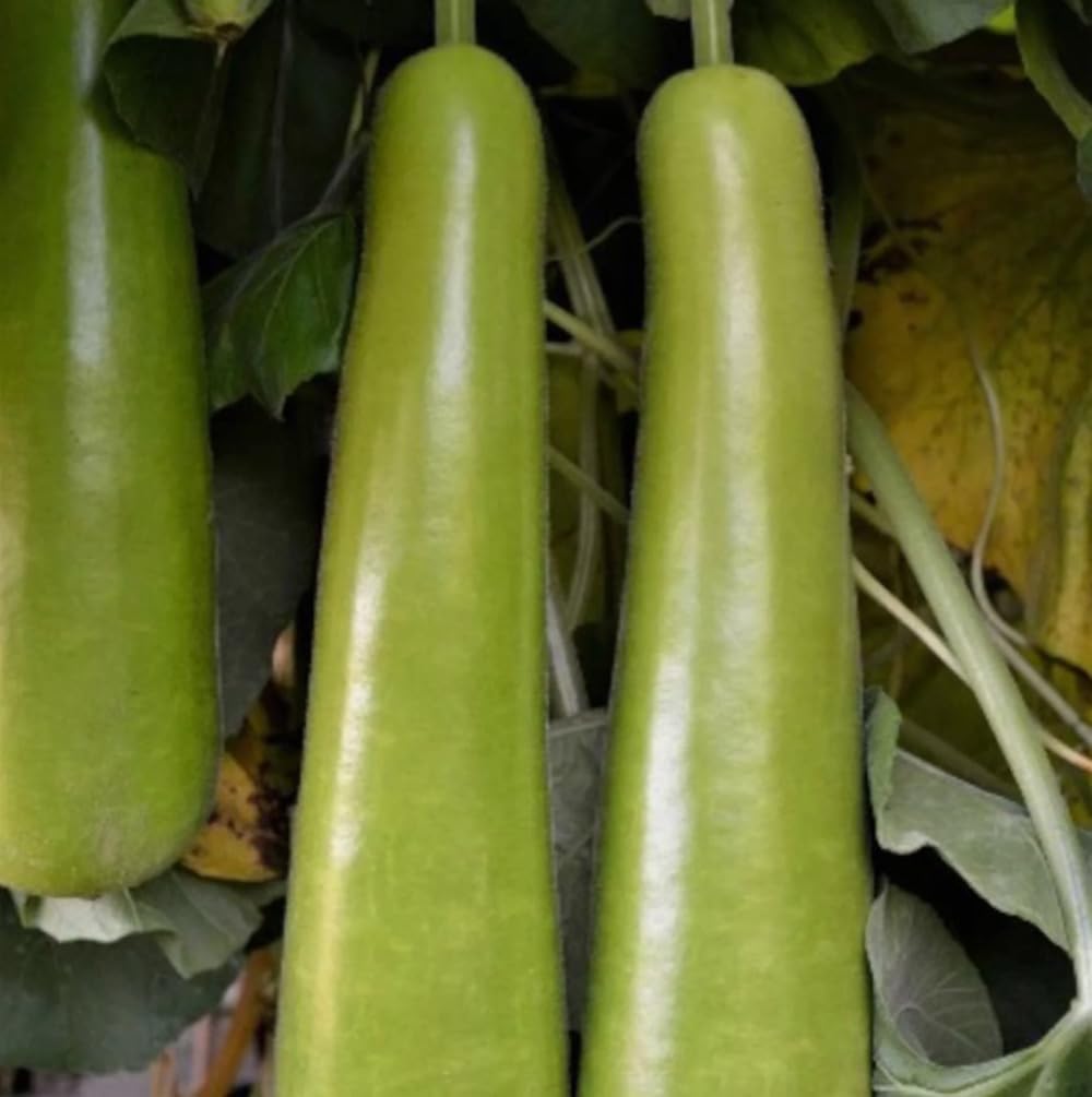 Bulborium bottle gourd fruit harvested at maturity for containers or crafts.
