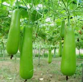 Bulborium bottle gourd seeds sown in garden at half-inch depth for easy growth.