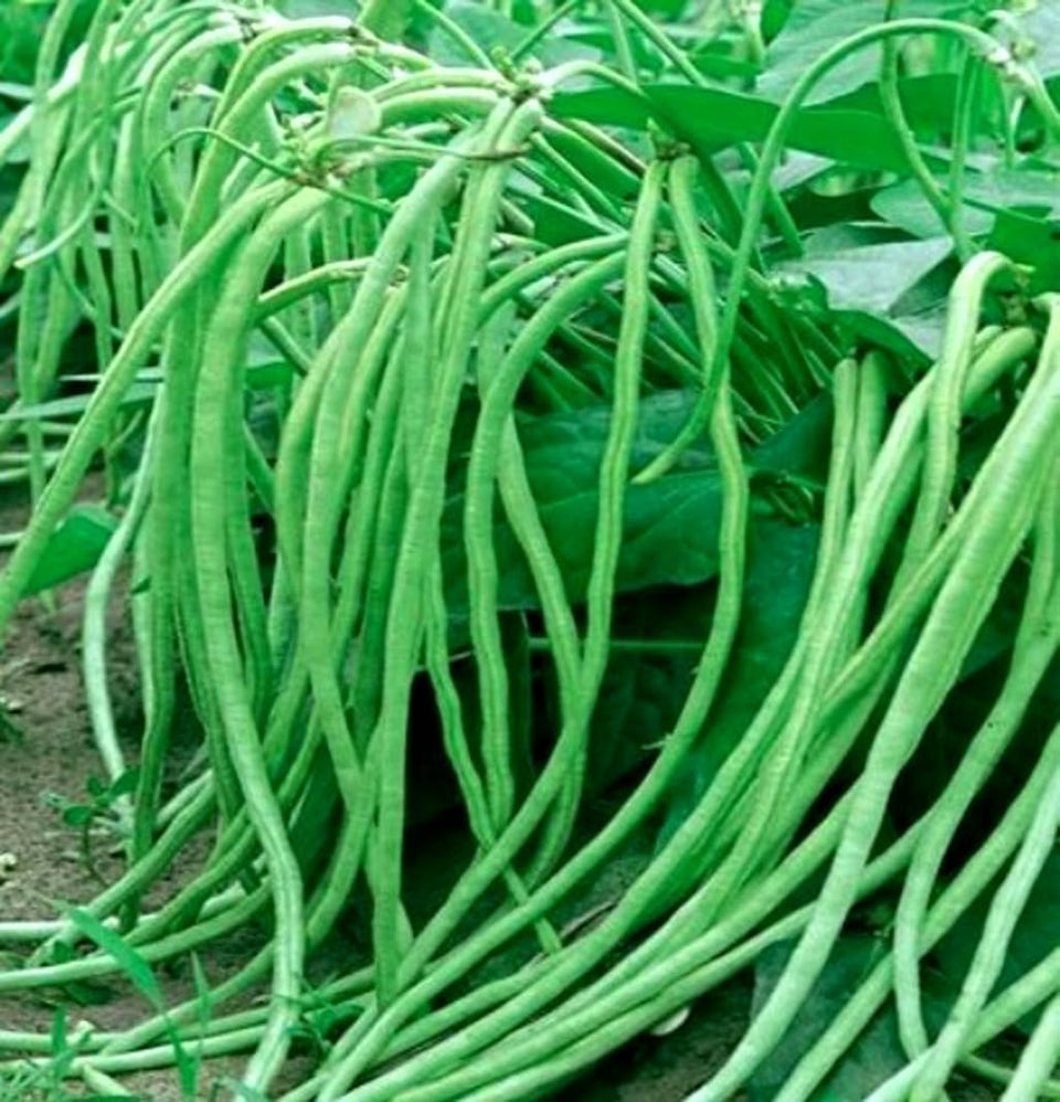 BULBORIUM Bush Long Green Bean Seeds pack ready for planting in the sunny garden