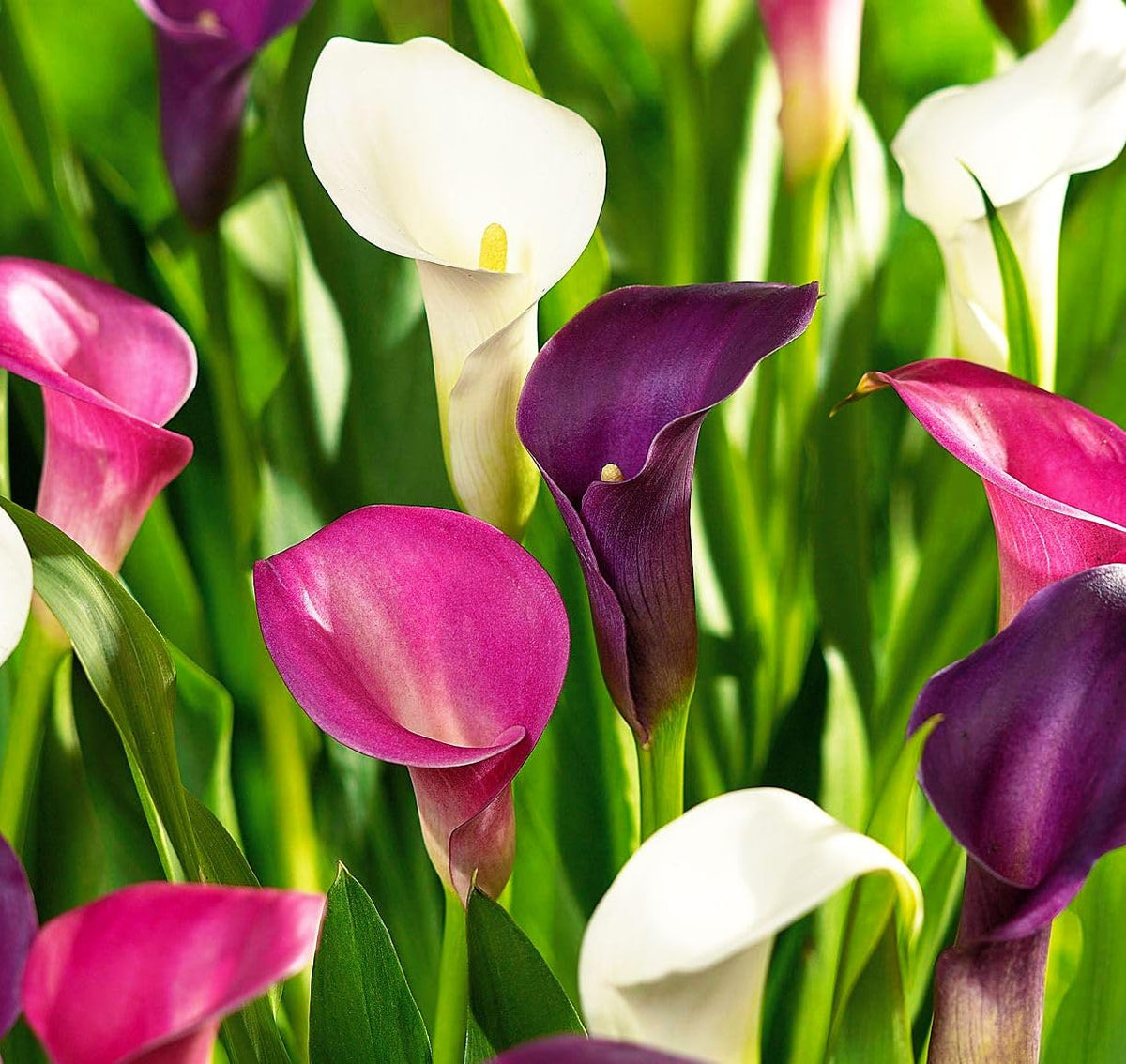 Close-up of BULBORIUM Calla Lily blooms to inspire elegant indoor arrangements