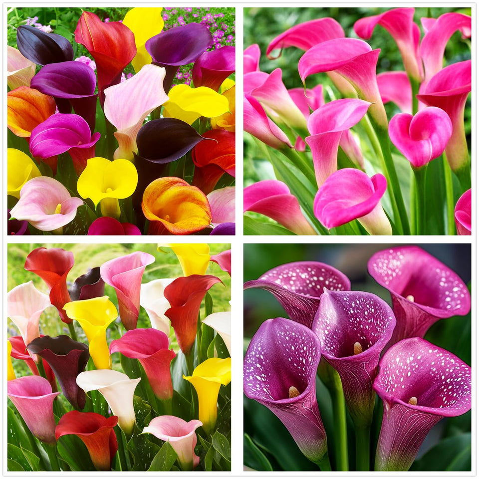 BULBORIUM Calla Lily seeds mix colors white pink red purple for vibrant garden color
