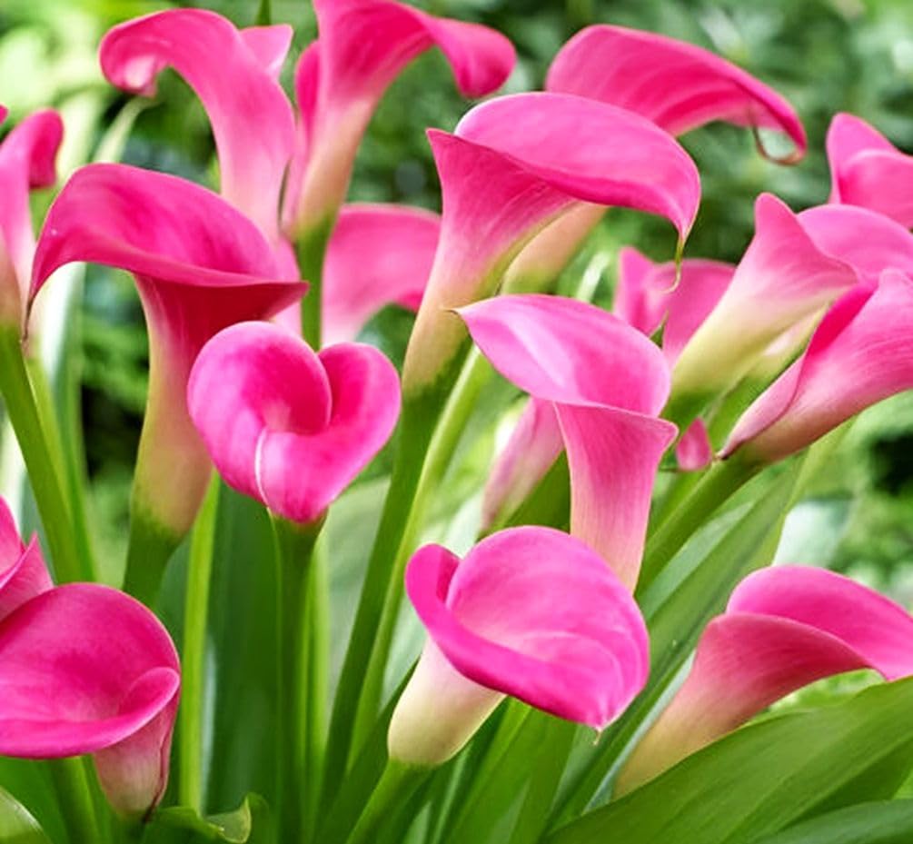 BULBORIUM Calla Lily seeds mix planted in a garden bed for year-round color