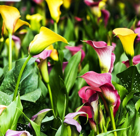 BULBORIUM Calla Lily seeds mix displayed in an indoor pot setup for decor