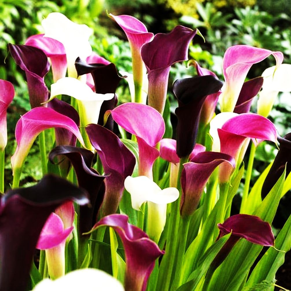 BULBORIUM Calla Lily seeds mix ideal for outdoor bonsai-inspired displays