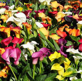 BULBORIUM Calla Lily seeds mix provides seasonal color year after year