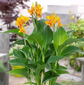 Bulborium Canna Lily Seeds Cleopatra closeup: crisp seeds paving dramatic color in beds.