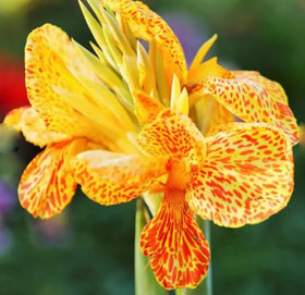 Bulborium Canna Lily Seeds Cleopatra garden bed: lush yellow blooms potential in warm sun.