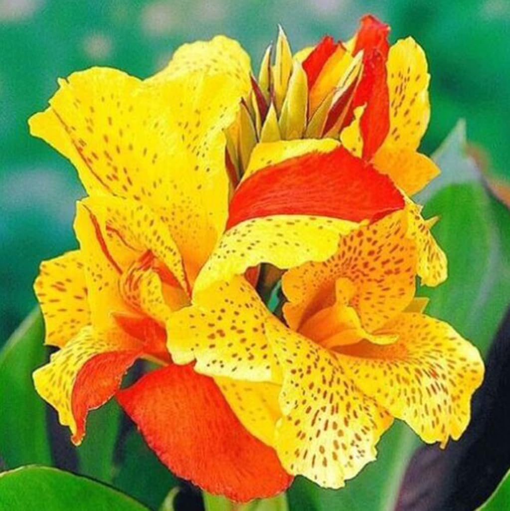 Bulborium Canna Lily Seeds Cleopatra pack: seed packet ready for vibrant borders.