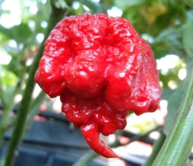 Bulborium Carolina Reaper seeds close-up of peppers on plant indicating red green color transition