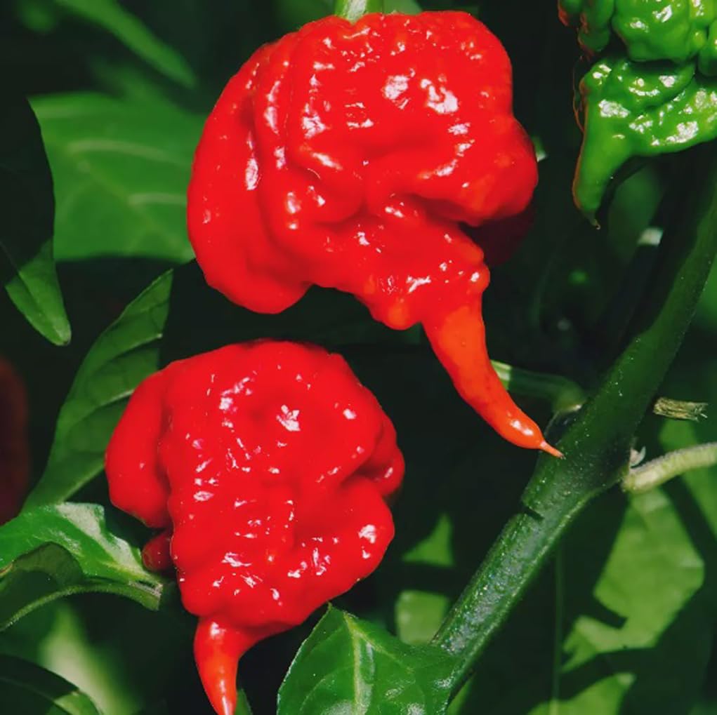 Bulborium Carolina Reaper seeds label detail showcasing heirloom variety and cross-pollination potential
