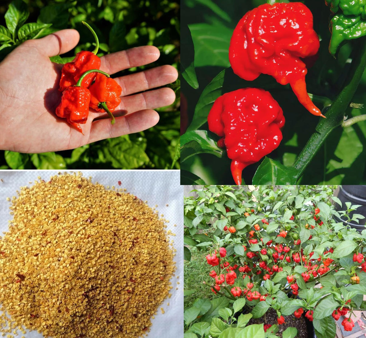Bulborium Carolina Reaper seeds pack shot for home gardeners seeking ultra-hot peppers