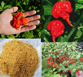 Bulborium Carolina Reaper seeds pack shot for home gardeners seeking ultra-hot peppers