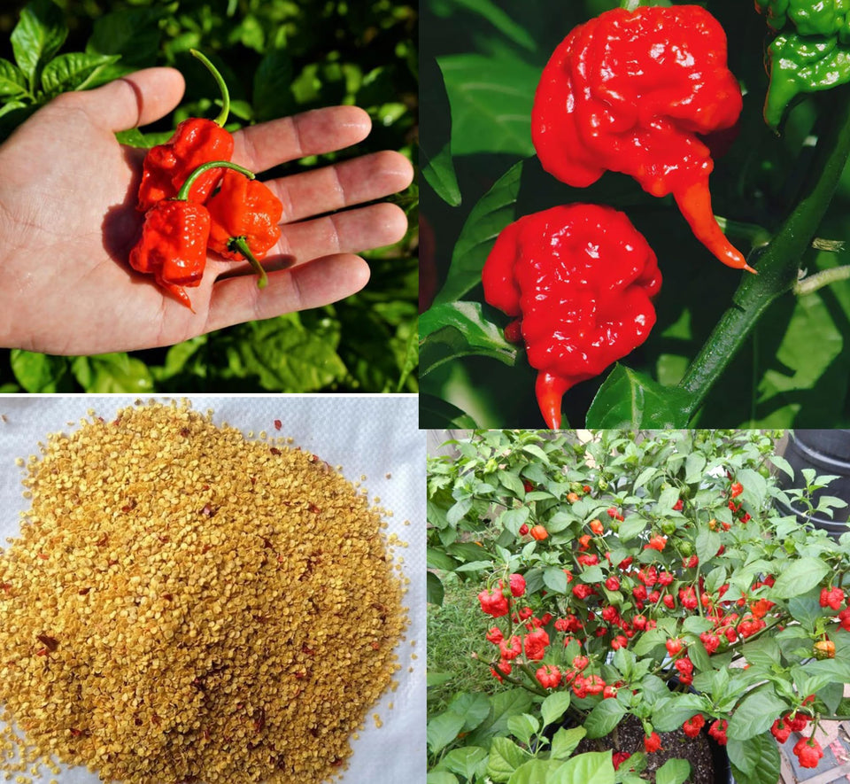 Bulborium Carolina Reaper seeds pack shot for home gardeners seeking ultra-hot peppers