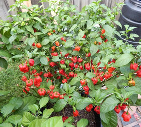 Bulborium Carolina Reaper seeds planted in soil ready to grow spicy peppers