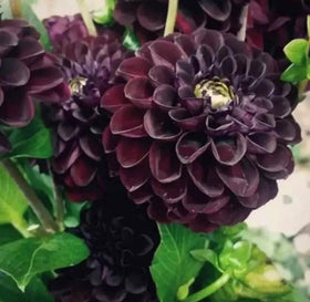 Bulborium dahlia seed burgundy bloom for vibrant garden borders.