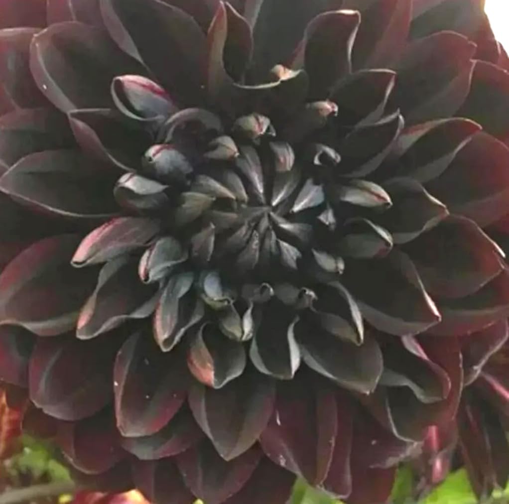 Bulborium dahlia seeds burgundy for perennial beds and cut flowers.