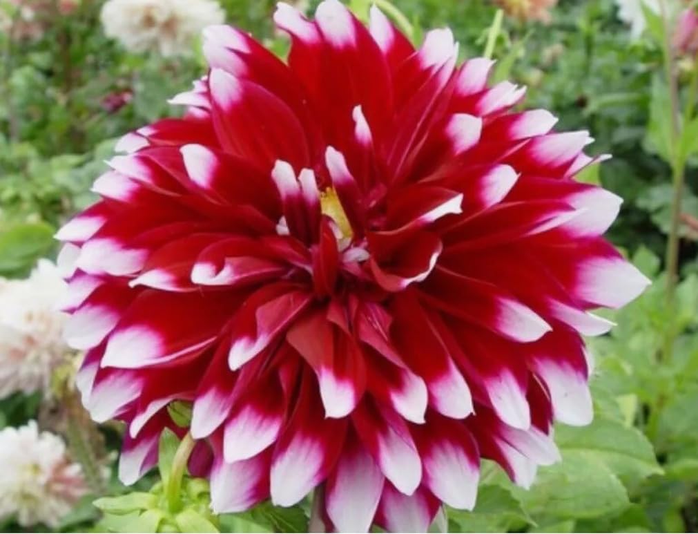 Bulborium dahlias for garden beds, borders, and striking cut arrangements.
