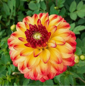 Indoor germination of Bulborium dahlias in warm temperatures yields earlier blooms.