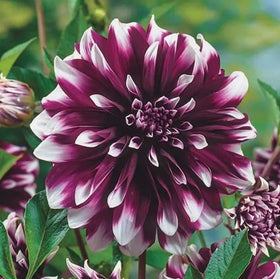 Bulborium mixed-color dahlias for vibrant garden borders and cut flowers.