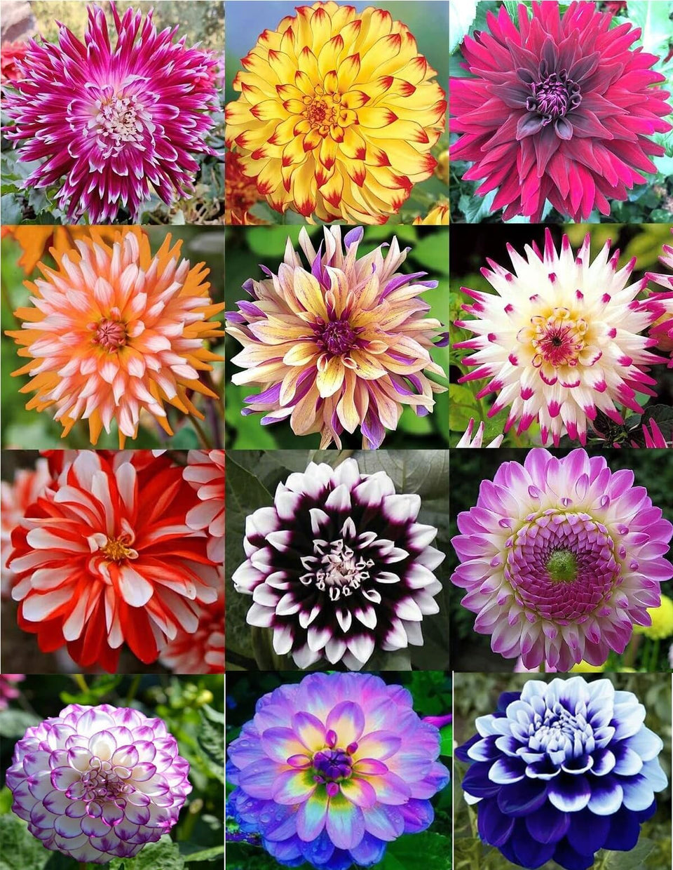 Bulborium dahlia seeds ready to sow in soilless mix for strong germination.