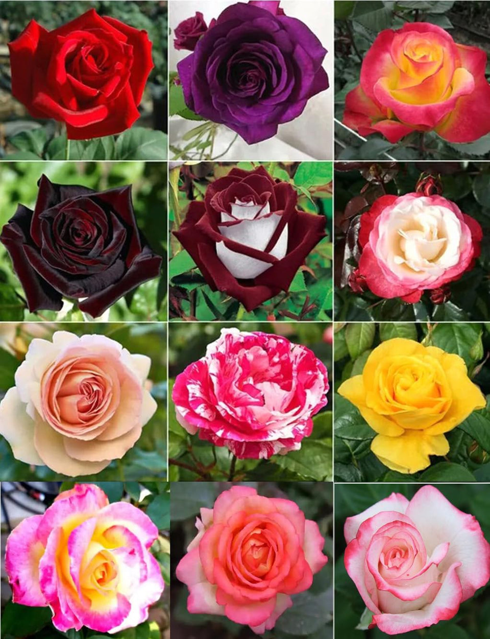 Bulborium dark rose seeds in mixed colors for a vibrant garden display.