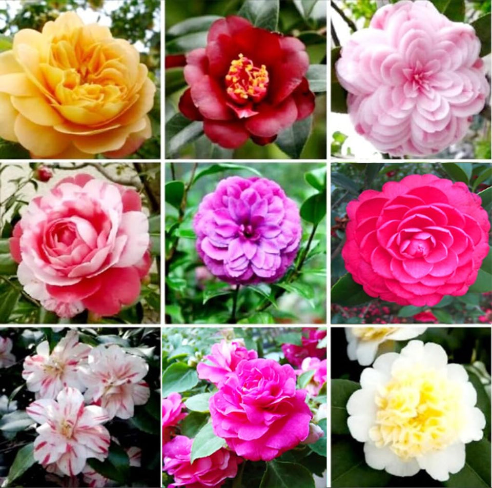 Bulborium Double Camellia Impatiens seeds pack for vibrant shade gardens