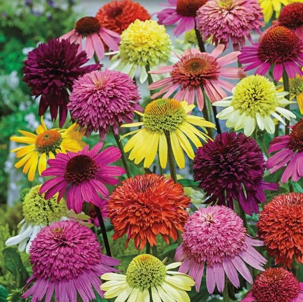 Bulborium double coneflower seeds in mixed color attract pollinators in a bright garden.