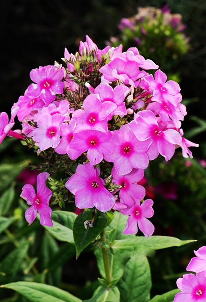 BULBORIUM drought-tolerant phlox perennial for low-maintenance beds.