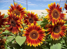 BULBORIUM dwarf sunflower bloom in garden attracts pollinators and brightens outdoor spaces.