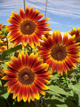 BULBORIUM dwarf sunflower seeds pack ready for easy home gardening and ornamental display.