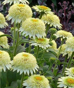 Bulborium echinacea blooms provide nectar for butterflies and hummingbirds.
