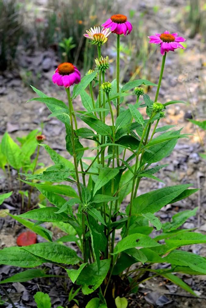 BULBORIUM Echinacea Purpurea pink blooms close-up highlights vibrant petals and nectar source.