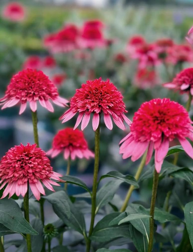 Bulborium cut flowers offer long-lasting stems for versatile arrangements.