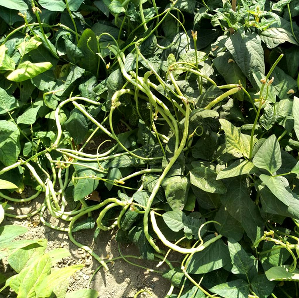 BULBORIUM garden-ready green beans showing healthy growth for fresh meals