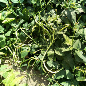 BULBORIUM garden-ready green beans showing healthy growth for fresh meals