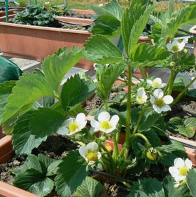Bulborium garden strawberries ready for backyard harvests.