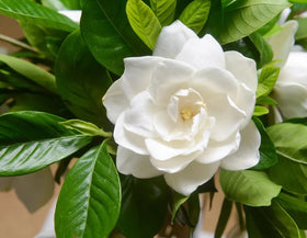 Bulborium Gardenia cap jasmine bloom adds a fragrant focal point to your garden.