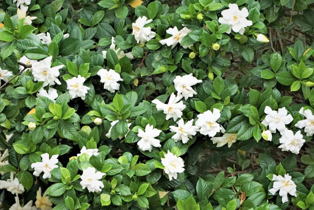 Bulborium Gardenia seeds evergreen leaves provide year-round greenery and versatile landscaping.