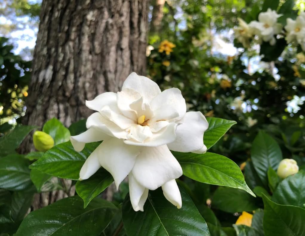 Bulborium Gardenia seeds with fragrant white flowers for indoor or outdoor growing.