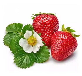 BULBORIUM giant strawberry seeds closeup showing tiny seeds ready to germinate.