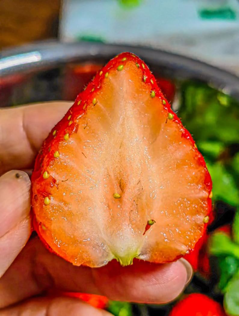 BULBORIUM giant strawberry seeds germination stage hinting at future harvest.