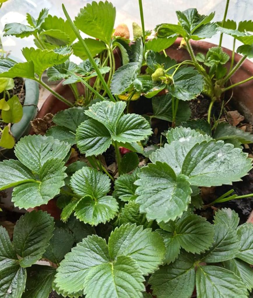 BULBORIUM giant strawberry seeds suited for hydroponic growing systems.